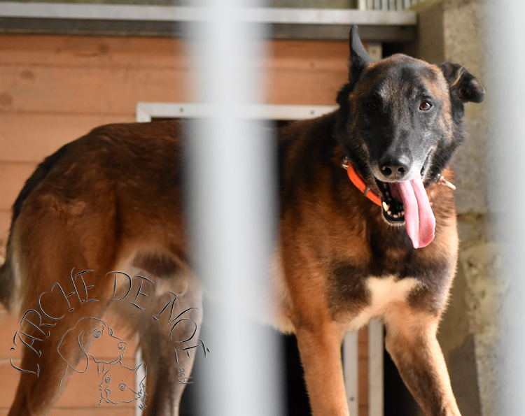 Piper Chiens à l'adoption Arche de Noé ASBL