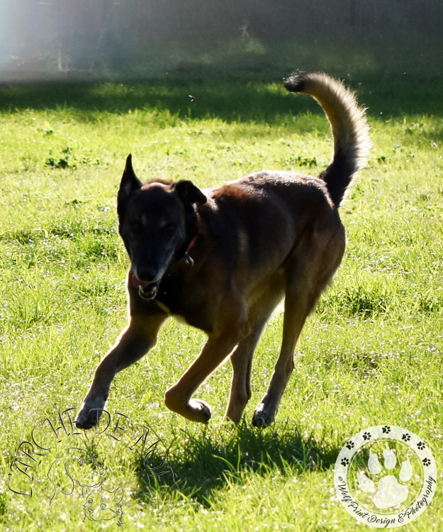 Piper Chiens à l'adoption Arche de Noé ASBL