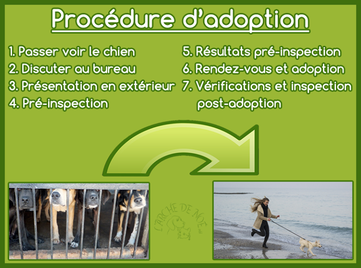 Conditions Dadoption Arche De Noé Asbl Maisières Belgique